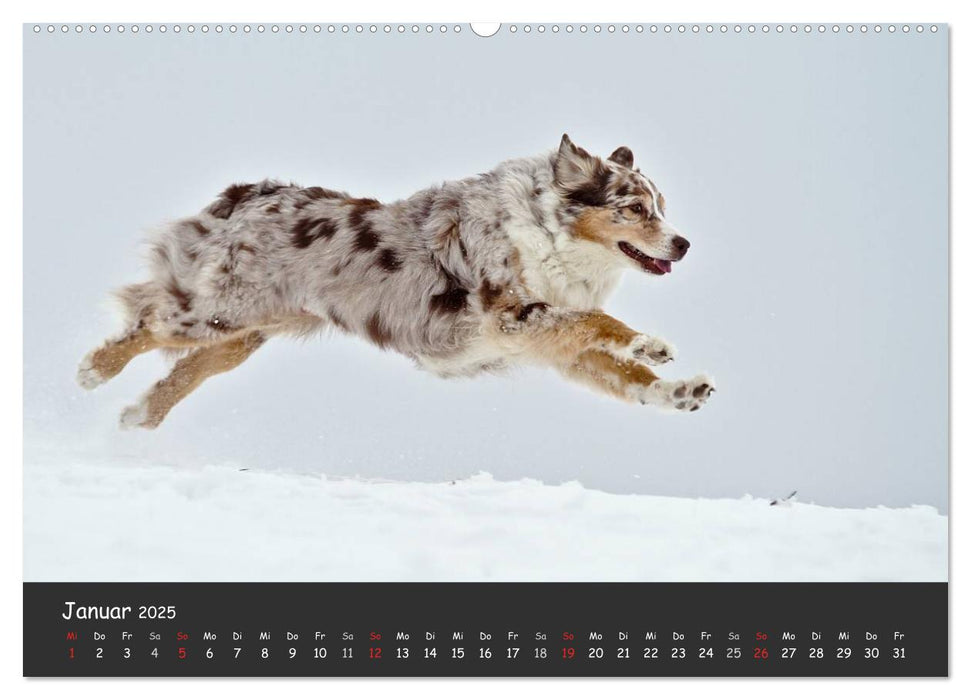 Australian Shepherd - Augenblicke (CALVENDO Premium Wandkalender 2025)