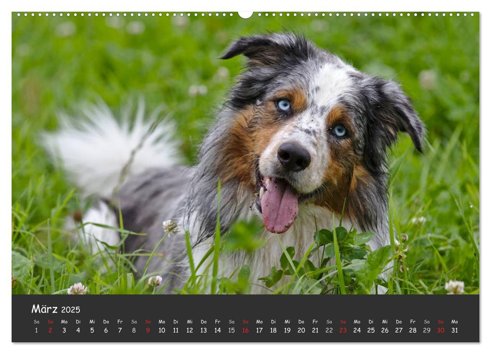 Australian Shepherd - Augenblicke (CALVENDO Premium Wandkalender 2025)