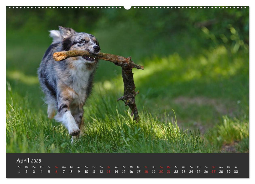 Australian Shepherd - Augenblicke (CALVENDO Premium Wandkalender 2025)