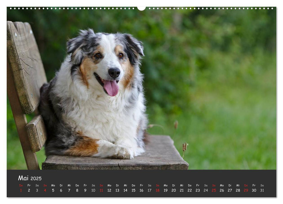 Australian Shepherd - Augenblicke (CALVENDO Premium Wandkalender 2025)