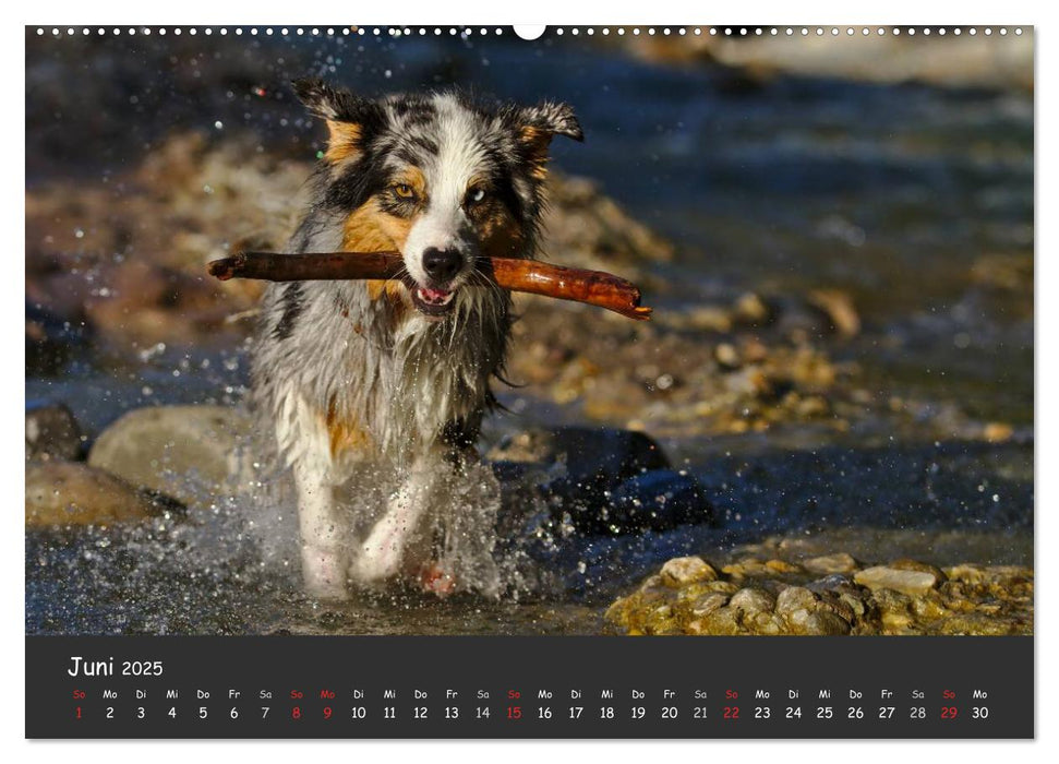 Australian Shepherd - Augenblicke (CALVENDO Premium Wandkalender 2025)