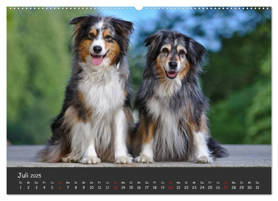 Australian Shepherd - Augenblicke (CALVENDO Premium Wandkalender 2025)