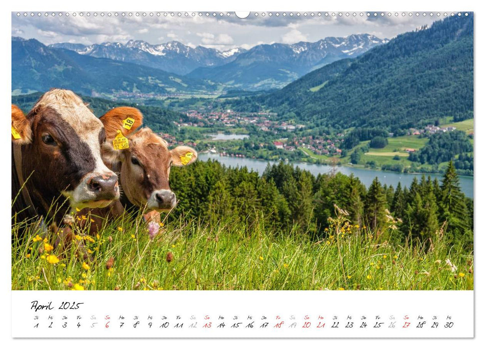 Erlebnis Oberallgäu (CALVENDO Premium Wandkalender 2025)