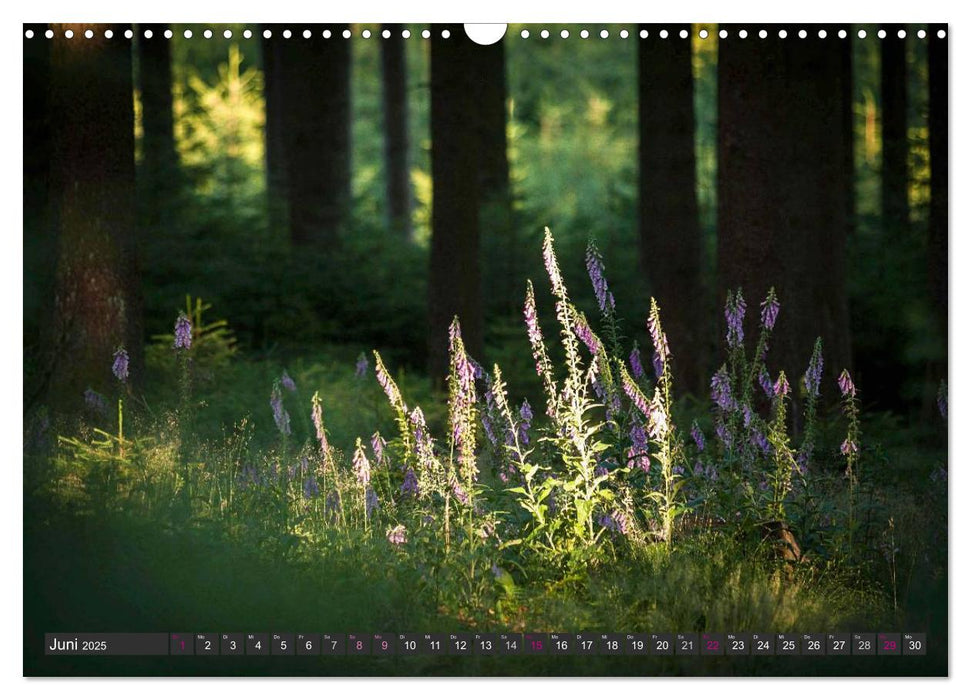 Unterwegs im Hunsrück (CALVENDO Wandkalender 2025)