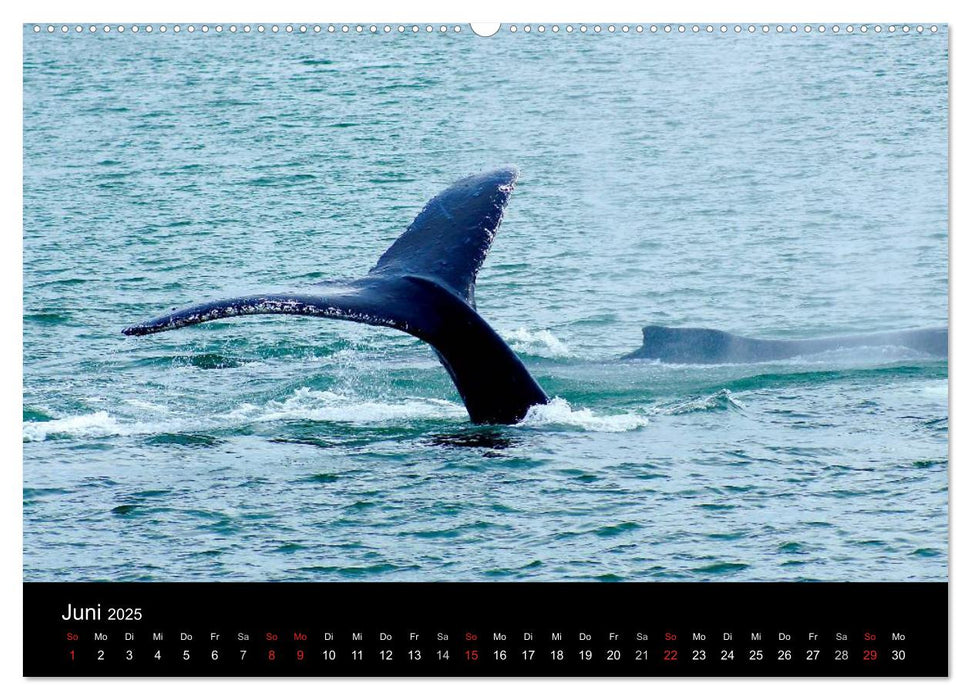 Die Inside Passage - Auf dem Seeweg von Anchorage nach Vancouver (CALVENDO Wandkalender 2025)