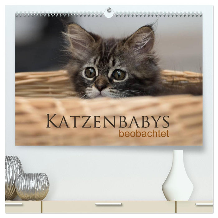 Katzenbabys beobachtet (CALVENDO Premium Wandkalender 2025)
