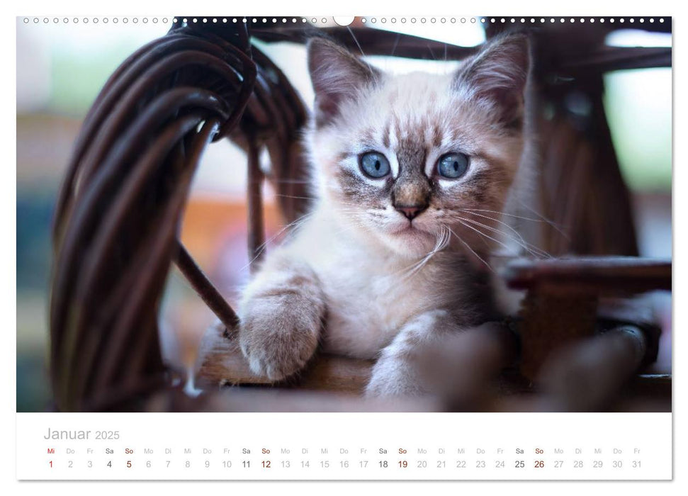 Katzenbabys beobachtet (CALVENDO Premium Wandkalender 2025)