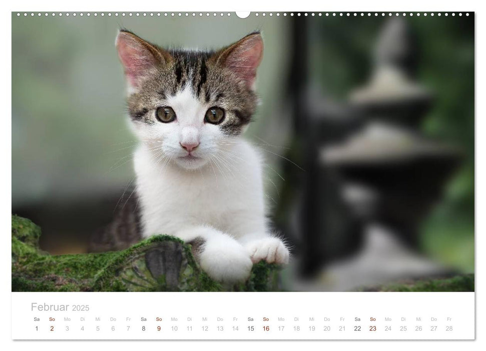 Katzenbabys beobachtet (CALVENDO Premium Wandkalender 2025)