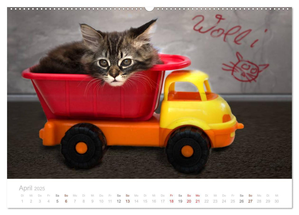 Katzenbabys beobachtet (CALVENDO Premium Wandkalender 2025)