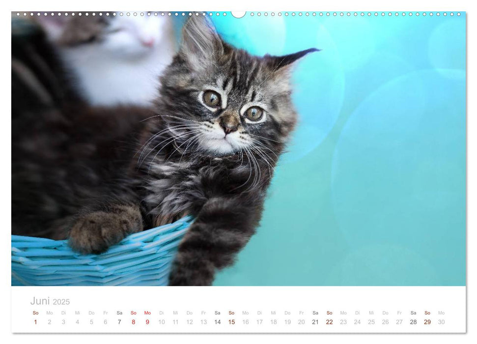 Katzenbabys beobachtet (CALVENDO Premium Wandkalender 2025)