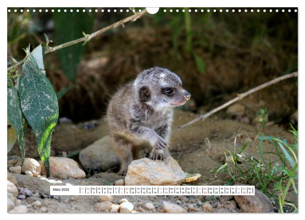 Erdmännchen - Die Kobolde im Tierreich (CALVENDO Wandkalender 2025)