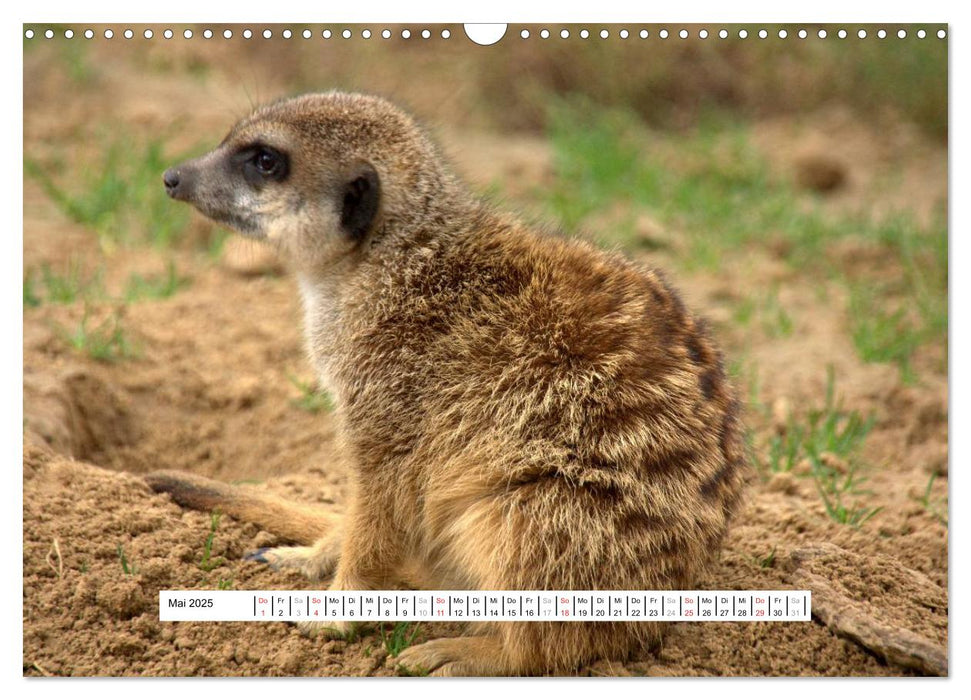 Erdmännchen - Die Kobolde im Tierreich (CALVENDO Wandkalender 2025)