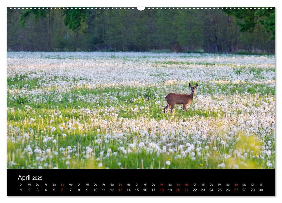 Elbtalblicke (CALVENDO Premium Wandkalender 2025)