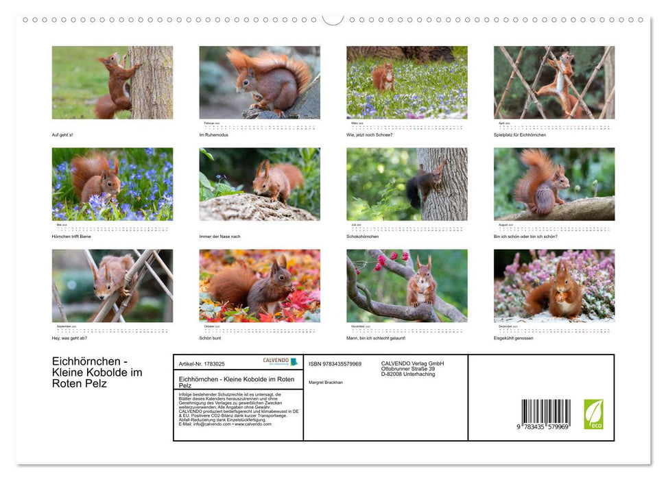 Eichhörnchen - Kleine Kobolde im Roten Pelz (CALVENDO Premium Wandkalender 2025)