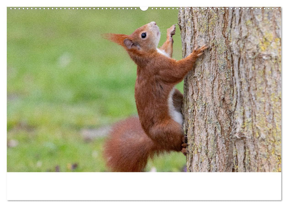 Eichhörnchen - Kleine Kobolde im Roten Pelz (CALVENDO Premium Wandkalender 2025)