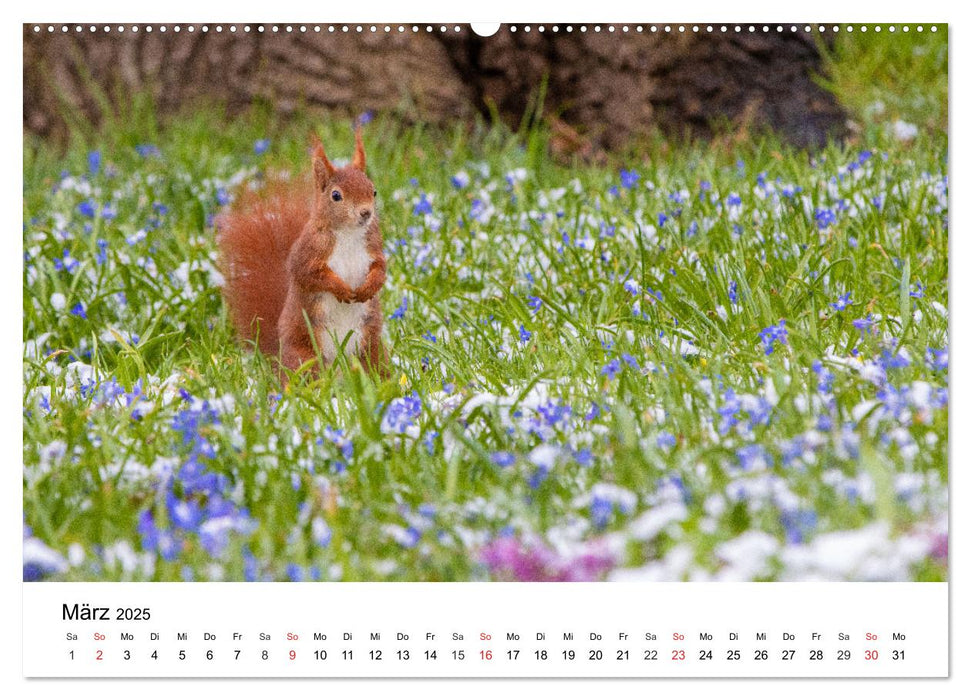 Eichhörnchen - Kleine Kobolde im Roten Pelz (CALVENDO Premium Wandkalender 2025)