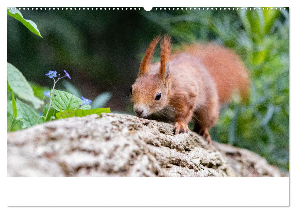 Eichhörnchen - Kleine Kobolde im Roten Pelz (CALVENDO Premium Wandkalender 2025)