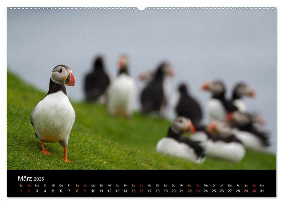 Welt der Papageitaucher (CALVENDO Premium Wandkalender 2025)