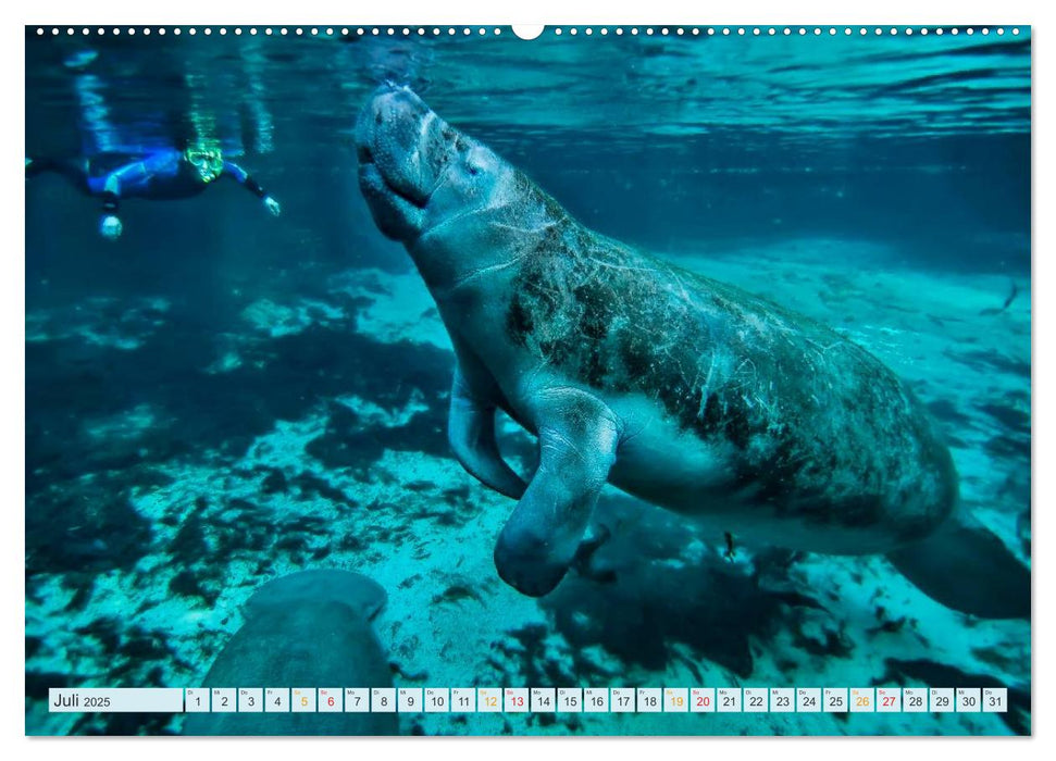 Tauchen - Abenteuer unter Wasser (CALVENDO Premium Wandkalender 2025)