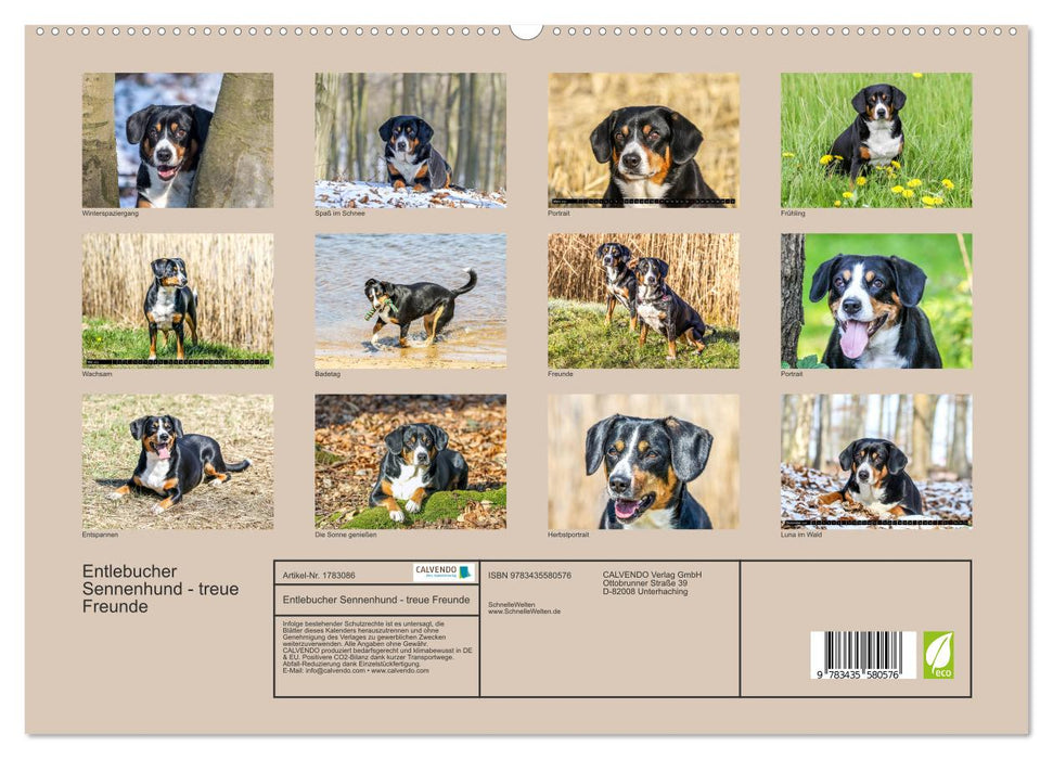 Entlebucher Sennenhund - treue Freunde (CALVENDO Premium Wandkalender 2025)