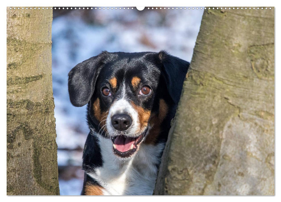 Entlebucher Sennenhund - treue Freunde (CALVENDO Premium Wandkalender 2025)