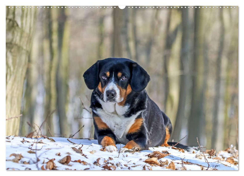 Entlebucher Sennenhund - treue Freunde (CALVENDO Premium Wandkalender 2025)