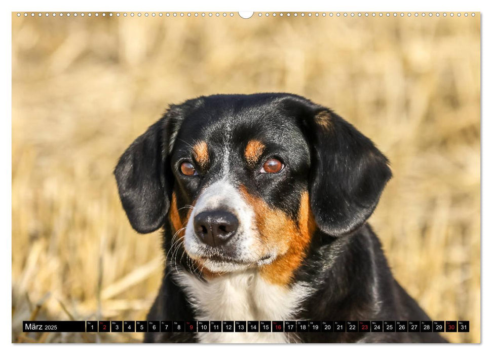 Entlebucher Sennenhund - treue Freunde (CALVENDO Premium Wandkalender 2025)