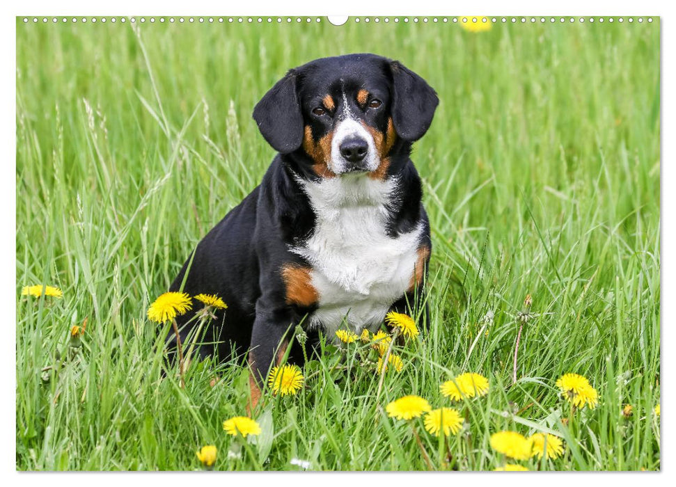 Entlebucher Sennenhund - treue Freunde (CALVENDO Premium Wandkalender 2025)