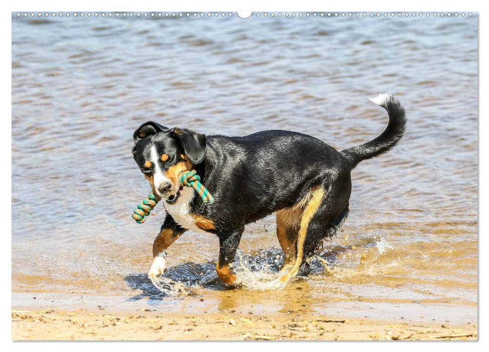 Entlebucher Sennenhund - treue Freunde (CALVENDO Premium Wandkalender 2025)