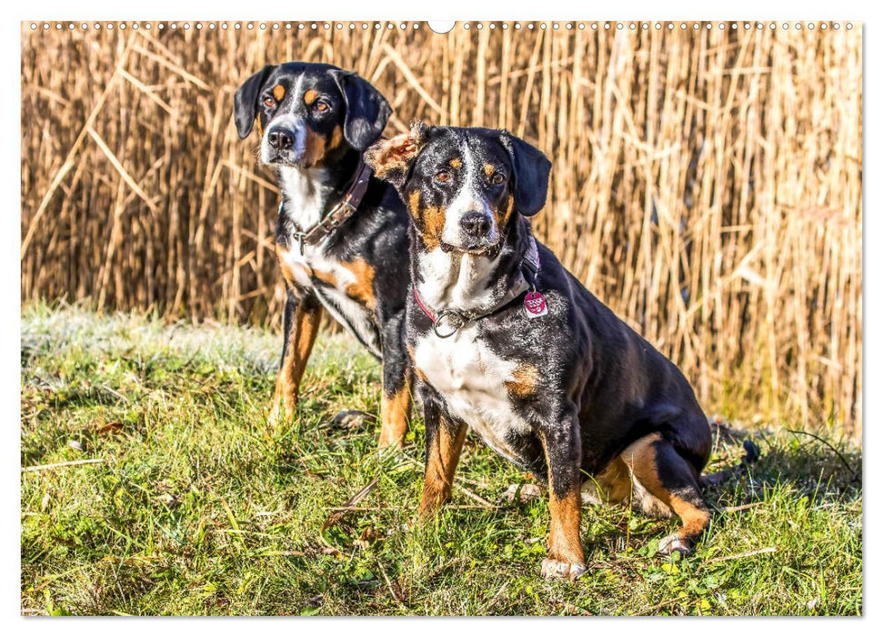 Entlebucher Sennenhund - treue Freunde (CALVENDO Premium Wandkalender 2025)