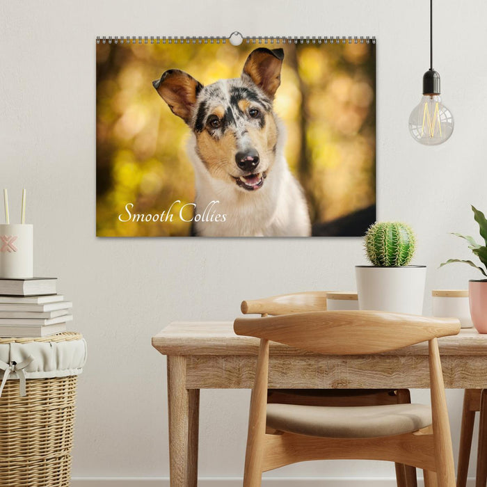 Smooth Collies (CALVENDO Wandkalender 2025)