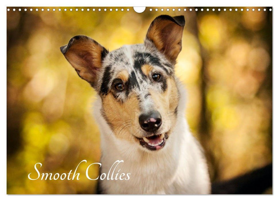 Smooth Collies (CALVENDO Wandkalender 2025)