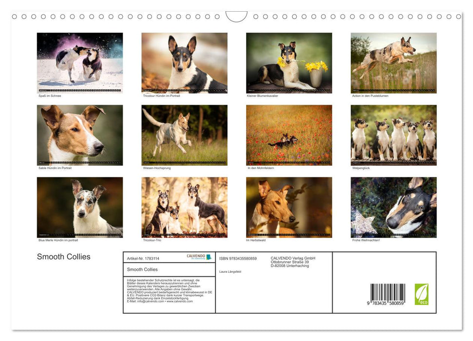 Smooth Collies (CALVENDO Wandkalender 2025)