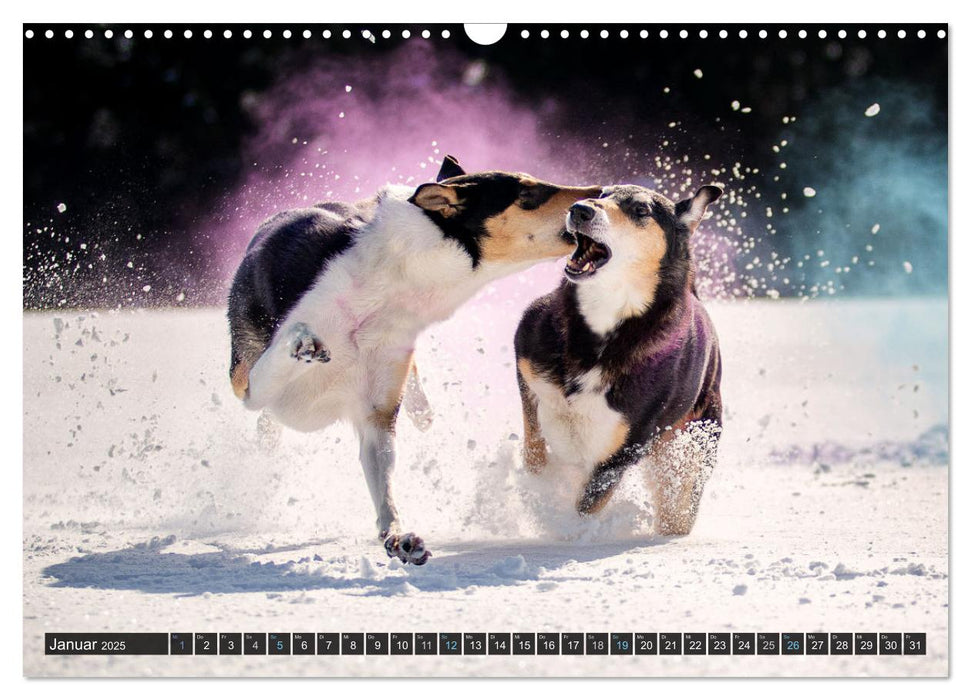 Smooth Collies (CALVENDO Wandkalender 2025)