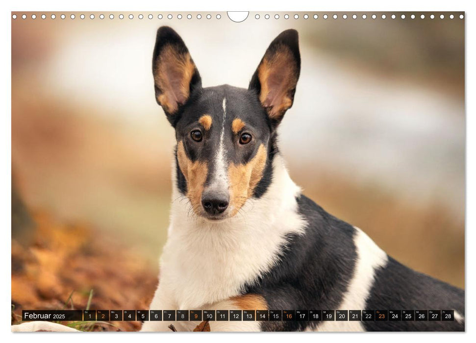 Smooth Collies (CALVENDO Wandkalender 2025)