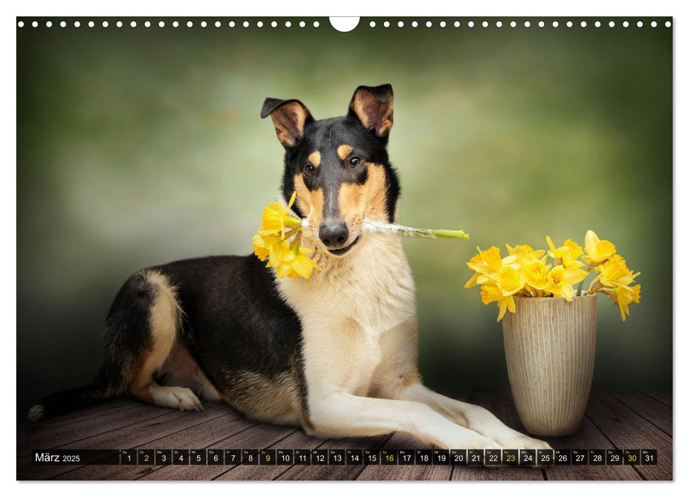 Smooth Collies (CALVENDO Wandkalender 2025)