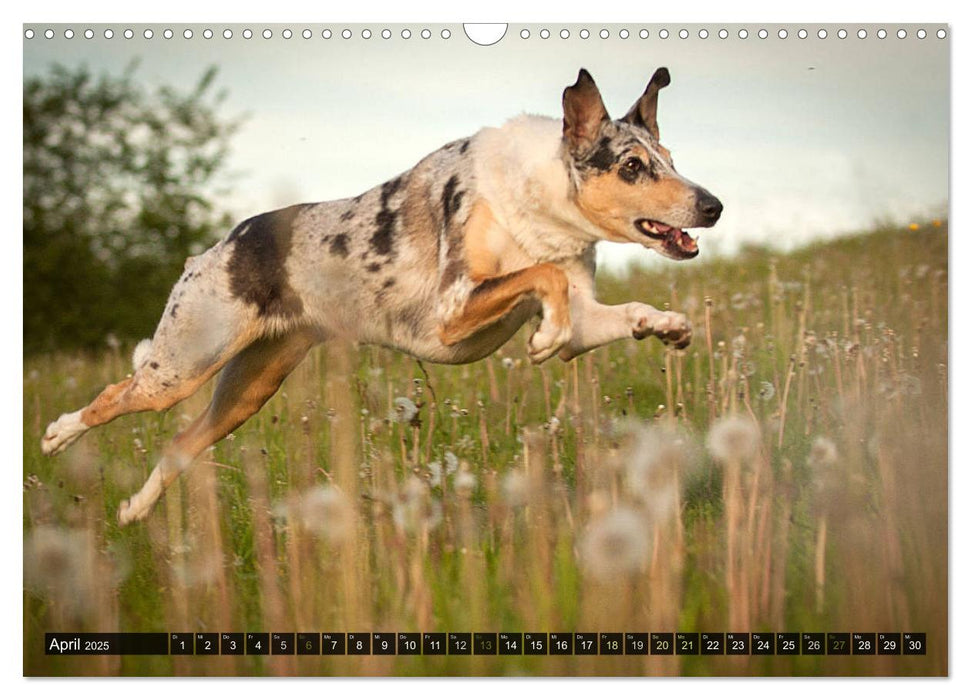 Smooth Collies (CALVENDO Wandkalender 2025)