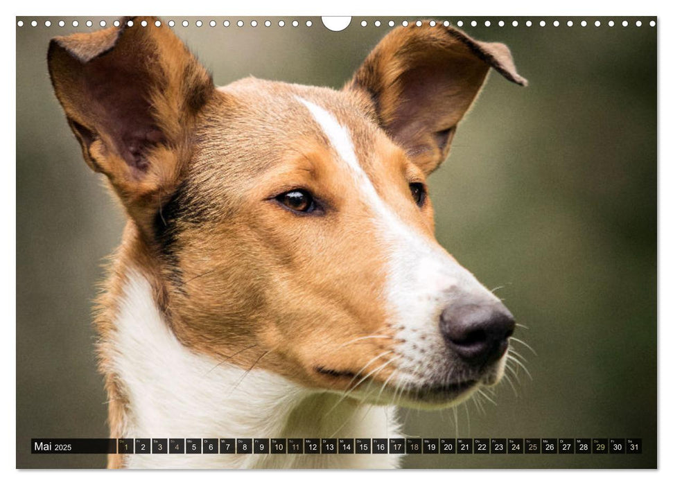 Smooth Collies (CALVENDO Wandkalender 2025)