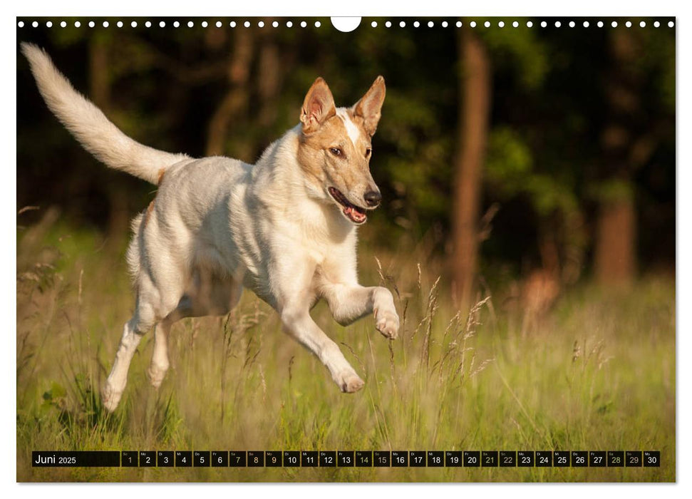 Smooth Collies (CALVENDO Wandkalender 2025)