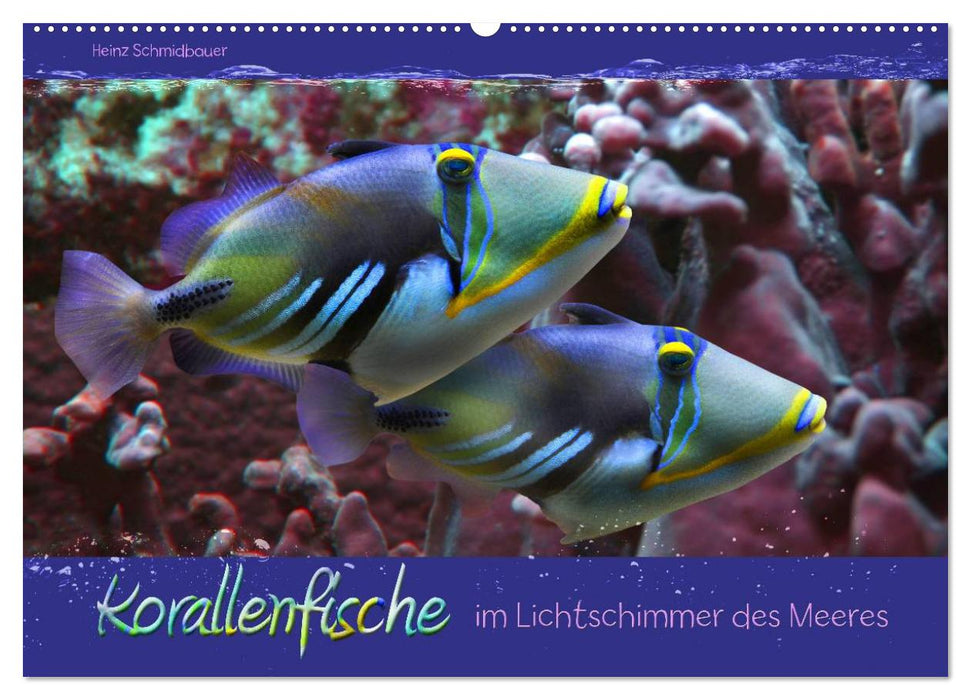 Korallenfische im Lichtschimmer des Meeres (CALVENDO Wandkalender 2025)