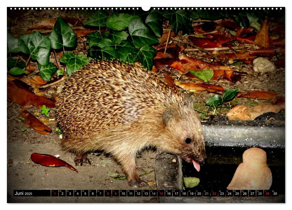 Meine Igel (CALVENDO Premium Wandkalender 2025)