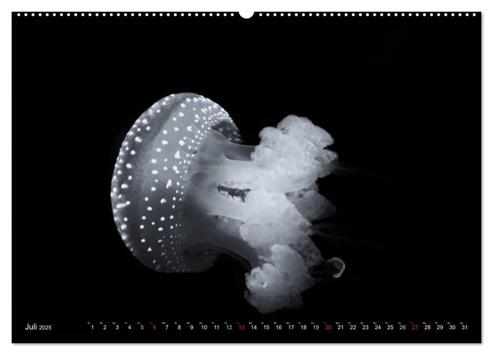 Meerestiere Bilder in Schwarz Weiss (CALVENDO Premium Wandkalender 2025)