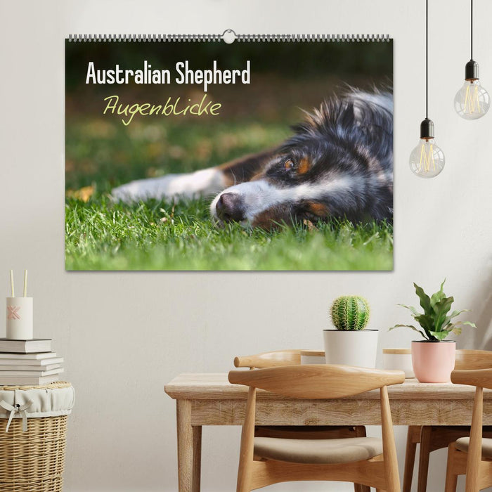 Australian Shepherd - Augenblicke (CALVENDO Wandkalender 2025)