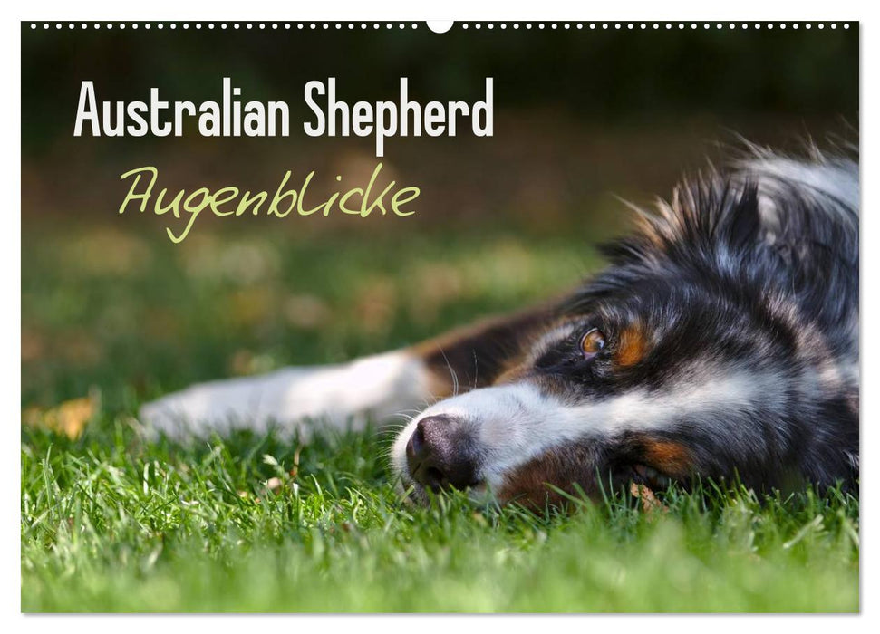 Australian Shepherd - Augenblicke (CALVENDO Wandkalender 2025)