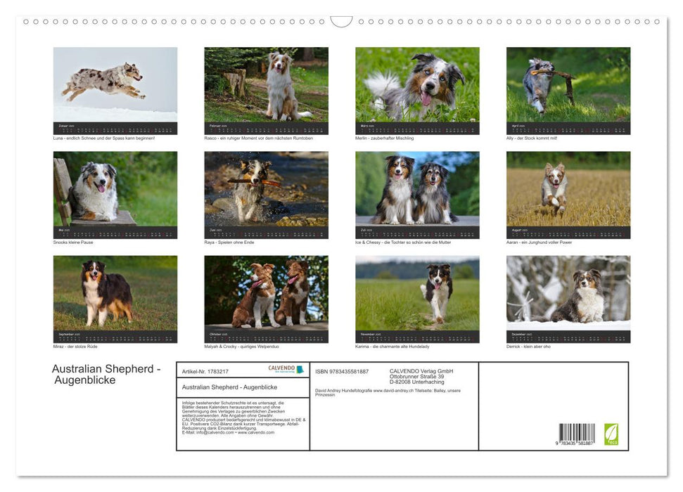 Australian Shepherd - Augenblicke (CALVENDO Wandkalender 2025)