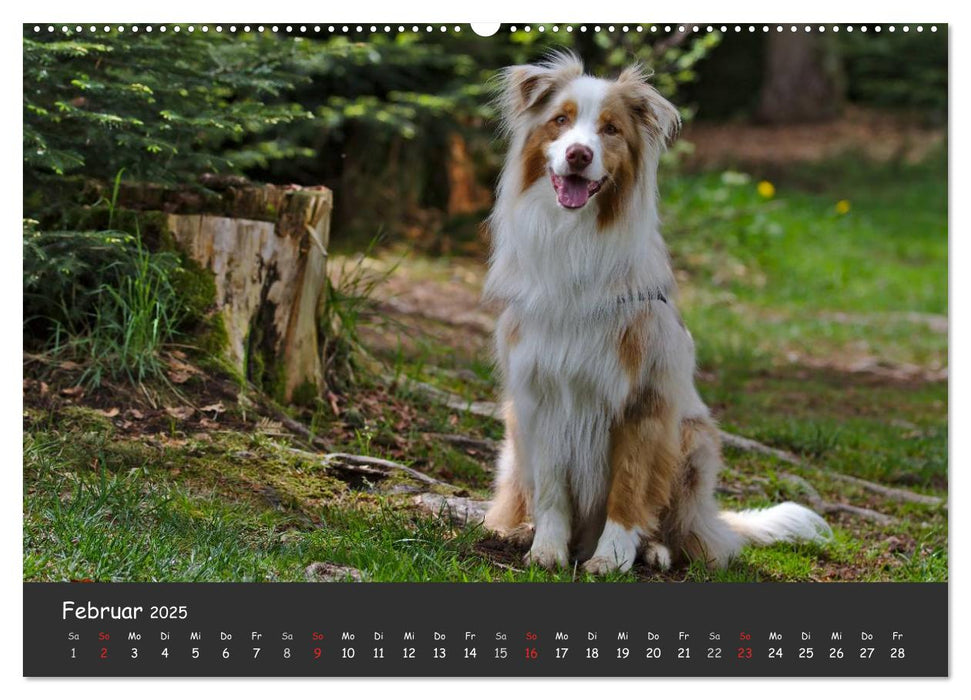 Australian Shepherd - Augenblicke (CALVENDO Wandkalender 2025)