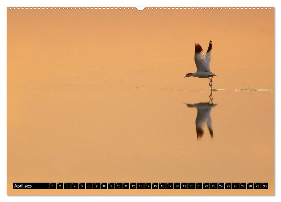 Flügelschlag - Vögel in ihrem natürlichen Lebensraum (CALVENDO Premium Wandkalender 2025)