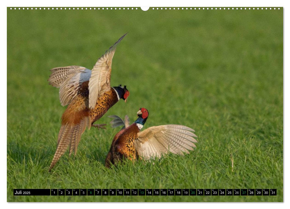 Flügelschlag - Vögel in ihrem natürlichen Lebensraum (CALVENDO Premium Wandkalender 2025)