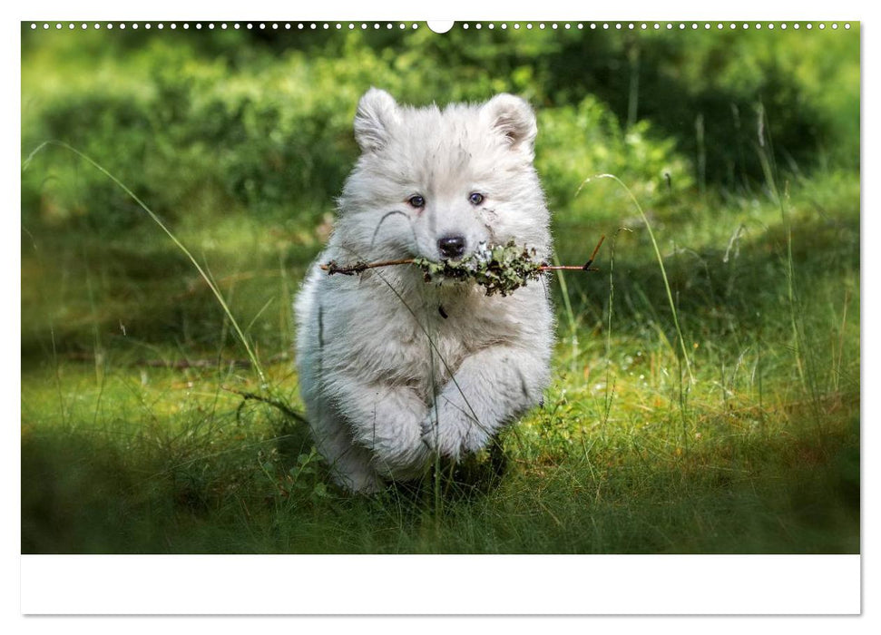 Kleine Samojeden - Eisbärchen Abenteuer im Märchenwald (CALVENDO Premium Wandkalender 2025)