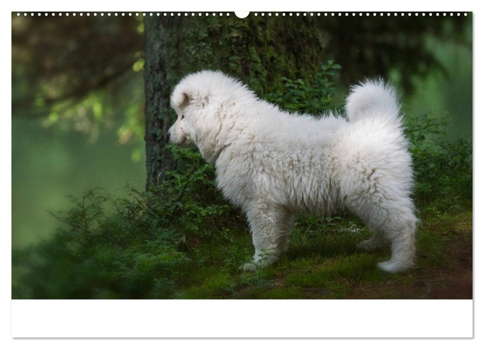 Kleine Samojeden - Eisbärchen Abenteuer im Märchenwald (CALVENDO Premium Wandkalender 2025)